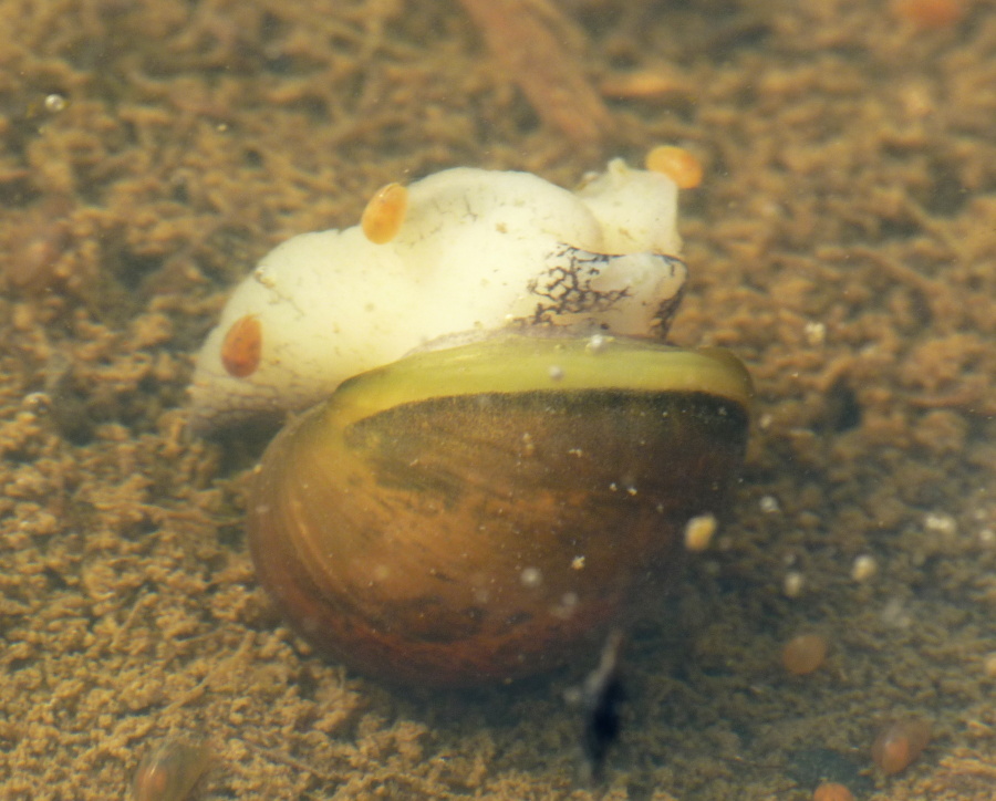 Ostracoda